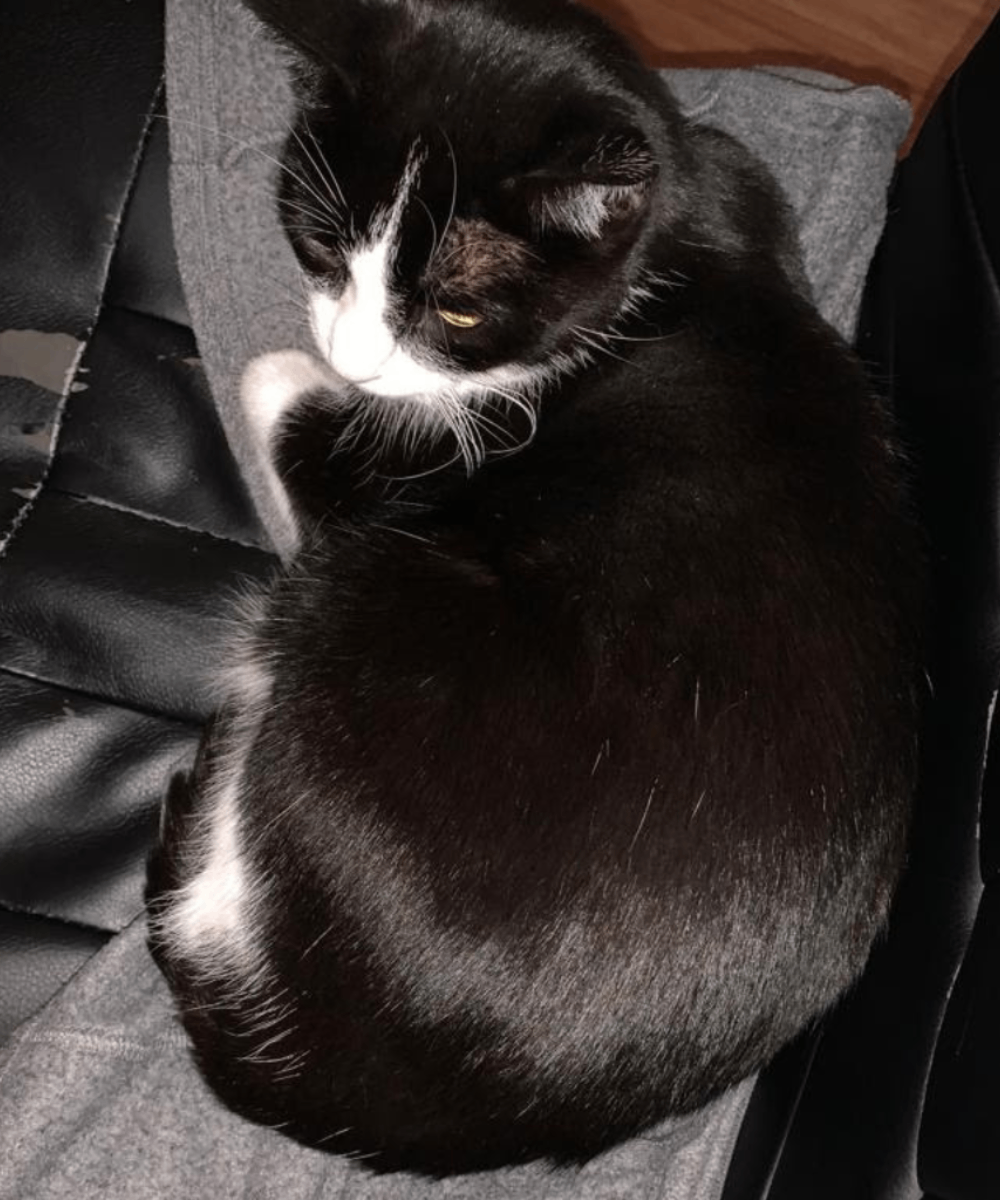 A black and white cat resting comfortably, representing Wastol Express's feline transport expertise.