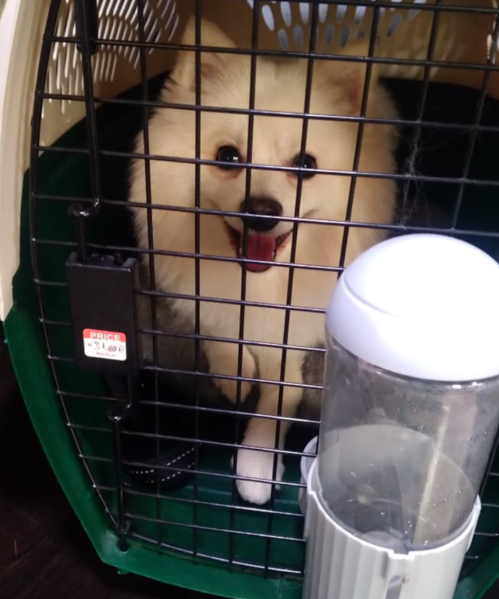 A happy white Pomeranian dog looking out from a secure green and white travel crate with a water dispenser.