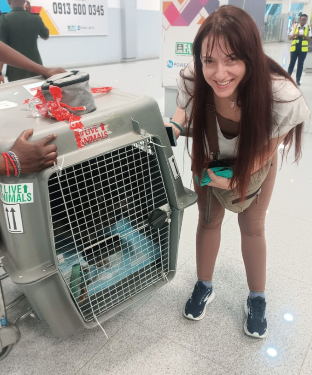A happy customer at an airport next to a secure "Live Animals" transport crate, demonstrating a successful pet relocation by Wastol Express Limited.