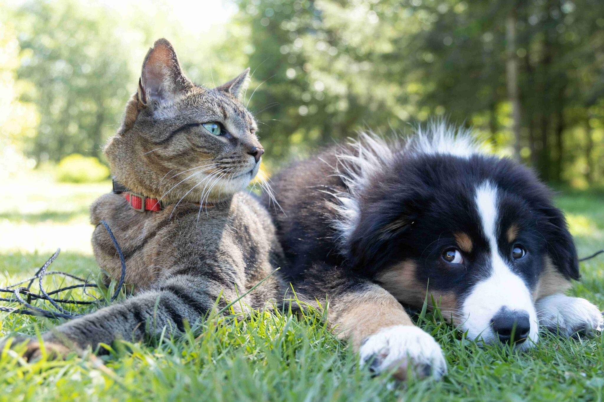 Domestic pet transport picture of a cat and dog