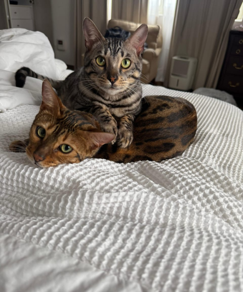 Two healthy Bengal cats with vibrant spotted patterns resting together on a white textured bedspread after a successful domestic relocation.