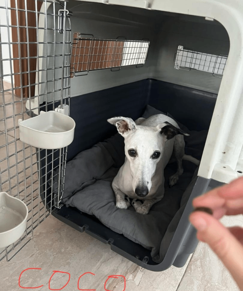 A white and black spotted dog named Coco resting comfortably on a grey cushion inside an airline-approved travel crate.