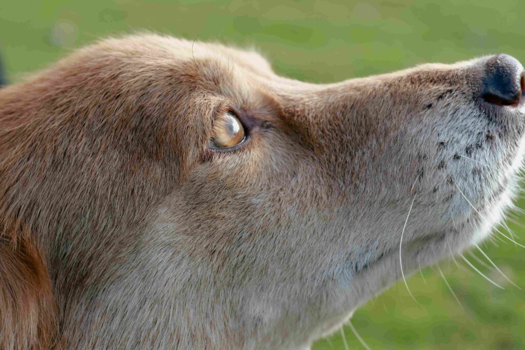 Close-up profile of a light brown dog looking upward, illustrating the attentive care and health monitoring provided by Wastol Express Limited.