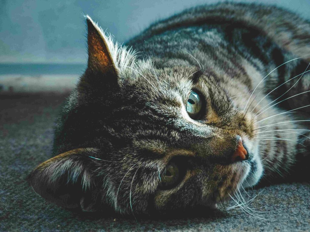 A close-up of a calm tabby cat with striking green eyes resting comfortably, illustrating the stress-free environment provided by Wastol Express Limited.