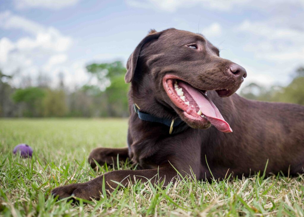 A happy brown Labrador Retriever lying on green grass with its tongue out, symbolizing a healthy and successful pet relocation by Wastol Express Limited.