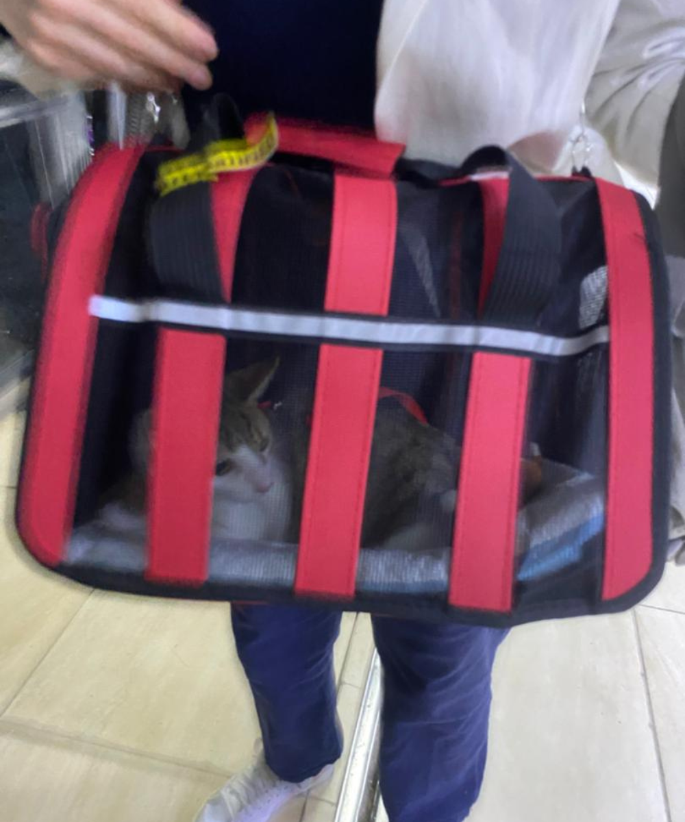 Two blue Southwest-branded soft-sided pet carriers on an airport floor, prepared for in-cabin feline travel.