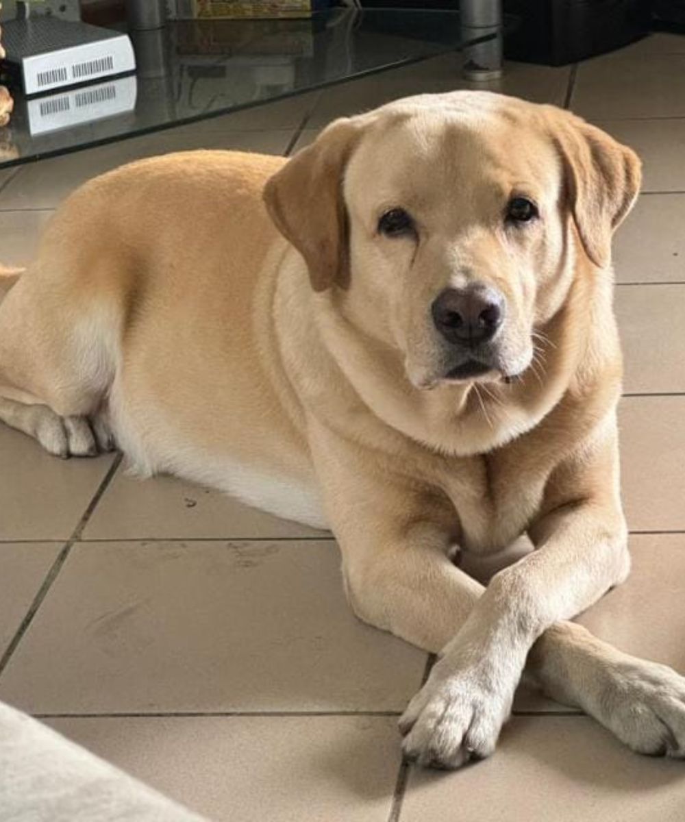 A calm, light-colored Labrador Retriever resting with crossed paws on a tiled floor in a home living room after a successful transport by Wastol Express Limited.