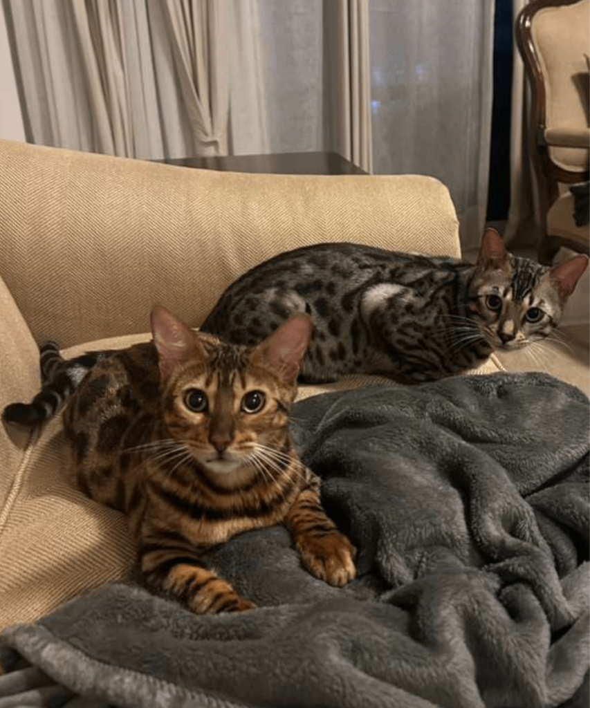 Two beautiful spotted Bengal cats resting comfortably together on a tan sofa with a soft grey fleece blanket after a successful relocation by Wastol Express Limited.