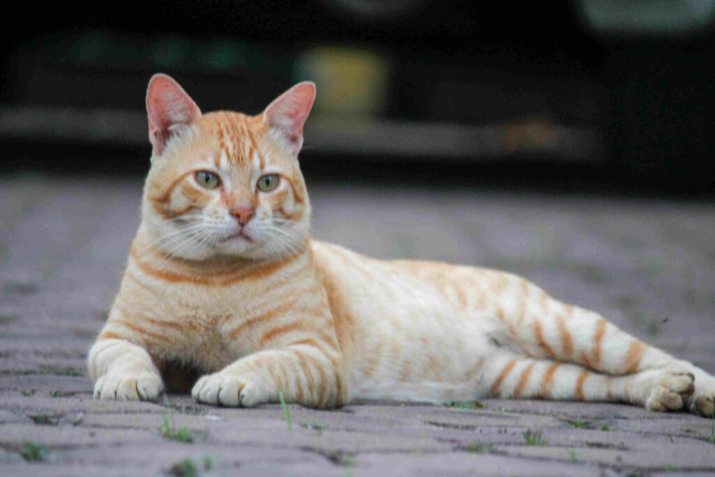 A healthy orange tabby cat lying comfortably on a paved surface after a successful transport managed by Wastol Express Limited.