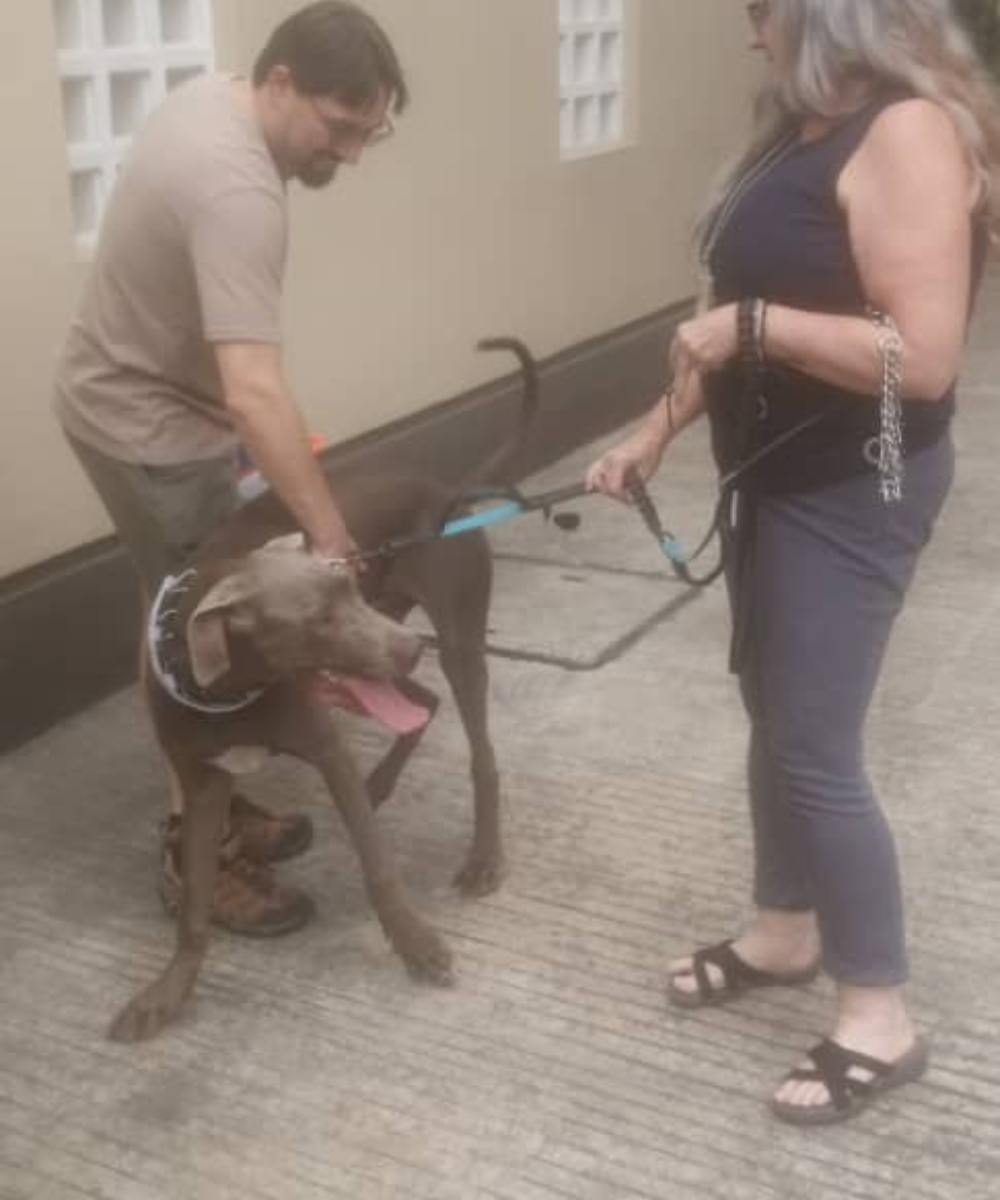 A professional Wastol Express team member handing over a happy, leashed Weimaraner dog to its owner during a successful relocation.