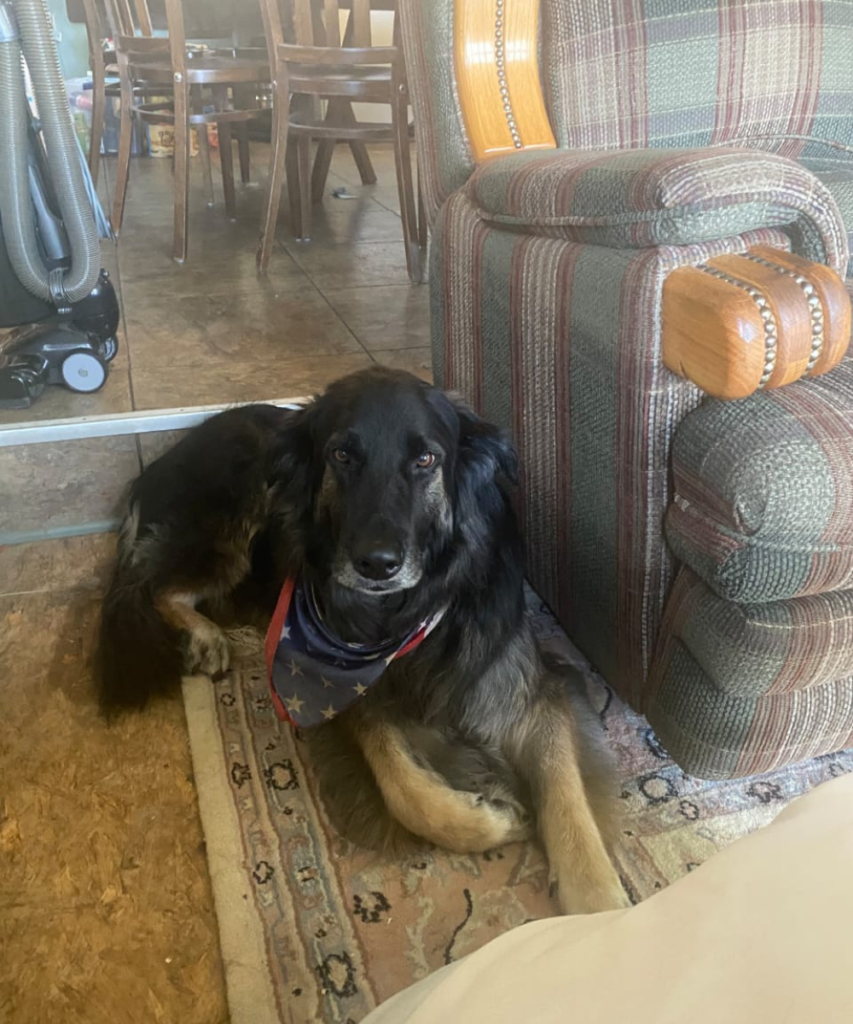 A happy female traveler in a black jacket and sunglasses holding a fluffy Pomeranian dog next to an open car trunk after a successful Wastol Express relocation.