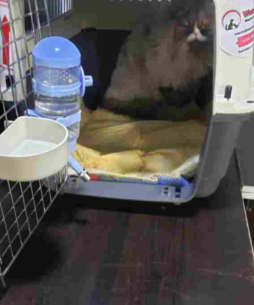 A beautiful long-haired Persian cat resting comfortably inside a clean, airline-approved travel crate equipped with a plush white fleece bed and water dispenser.