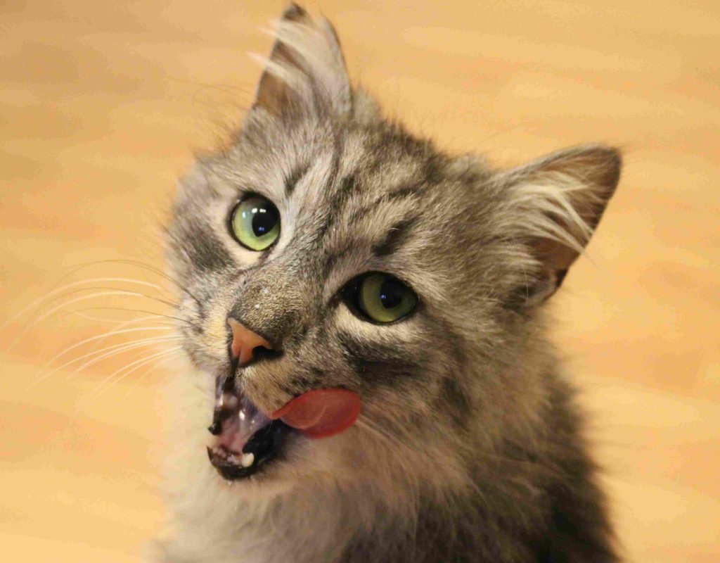 A close-up of a calm tabby cat with striking green eyes resting comfortably, illustrating the stress-free environment provided by Wastol Express Limited.