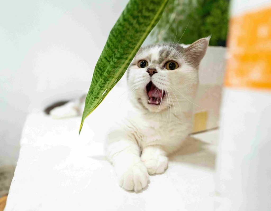 A calm orange tabby cat lying comfortably on a paved surface after a successful relocation.